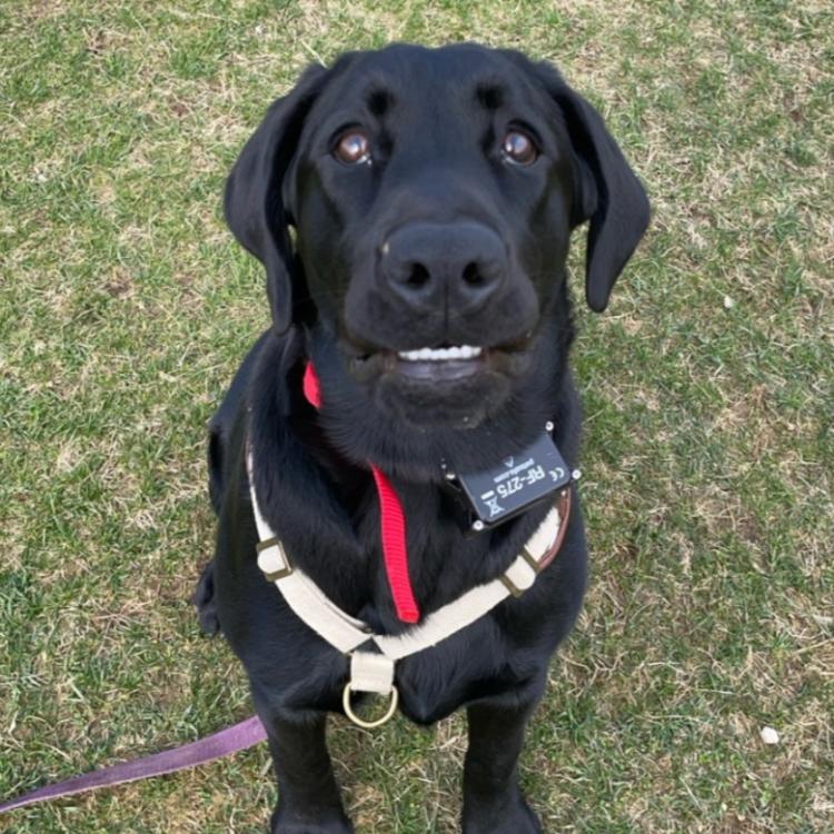 black dog sitting on grass