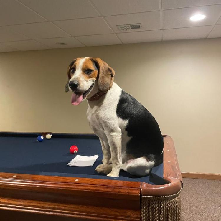 spotted dog sitting on pool table