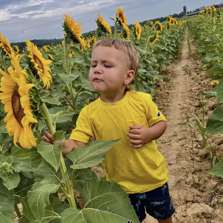 little boy among sunflowers