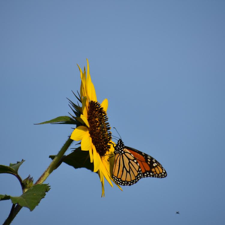 Orange and black butterfly on sunflower petals