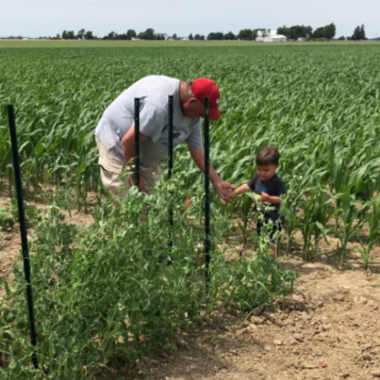 A man in a red cap and small boy pick from green plants with farm in background