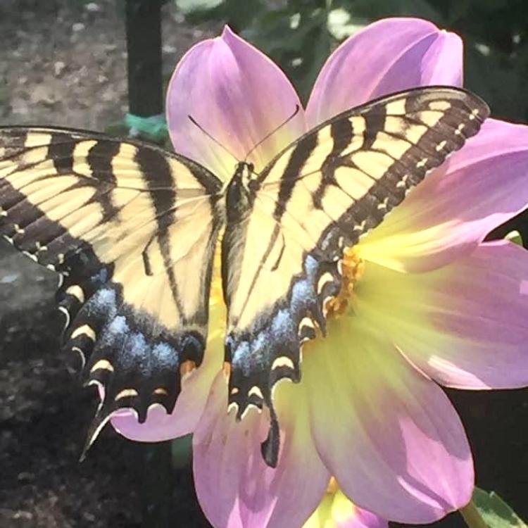 large yellow-and-black butterfly on big pink and yellow flower blossom