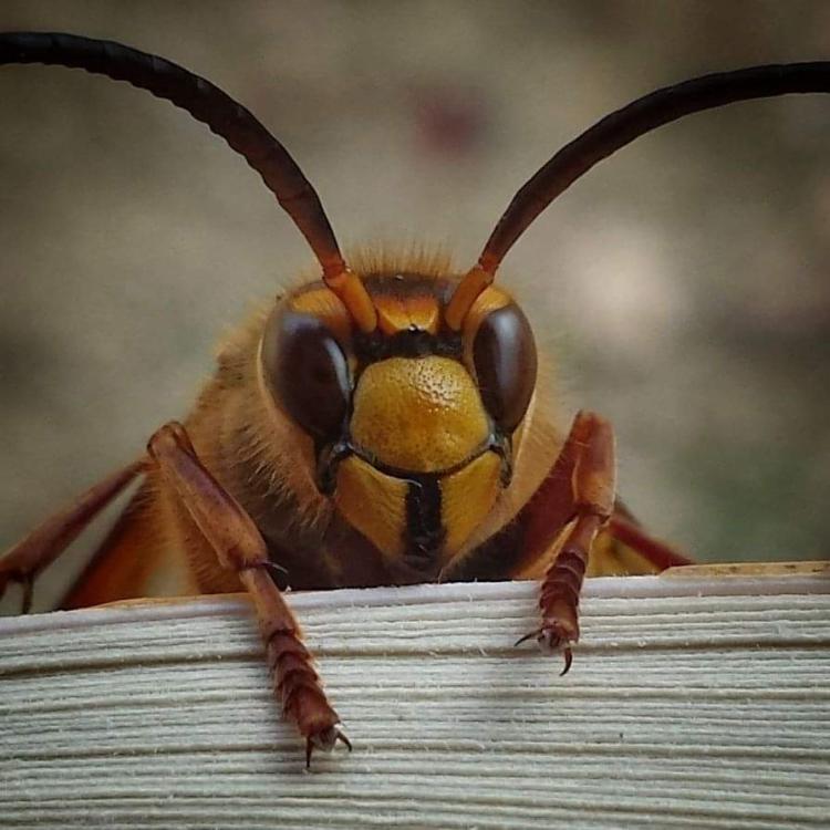 close up picture showing face and front legs of a hornet
