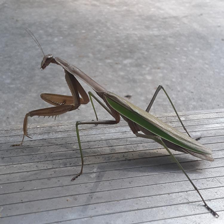 large praying mantis on gray stone