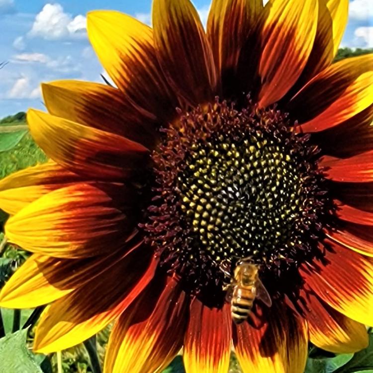 large sunflower bloom with honeybee on edge of center