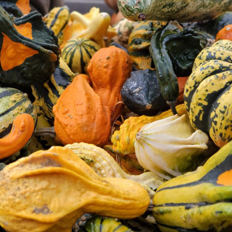 a variety of gourds