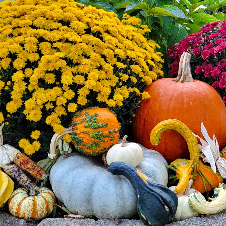 colorful mums, pumpkins, and gourds