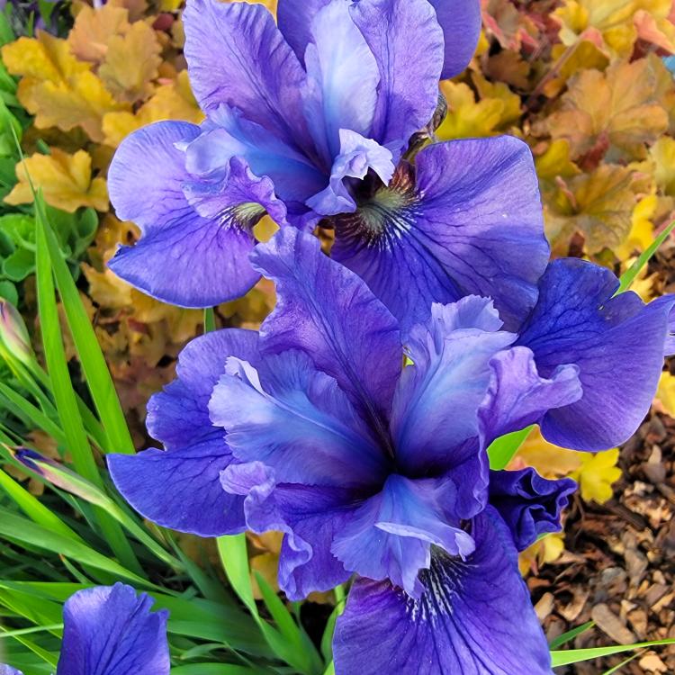 purple flowers