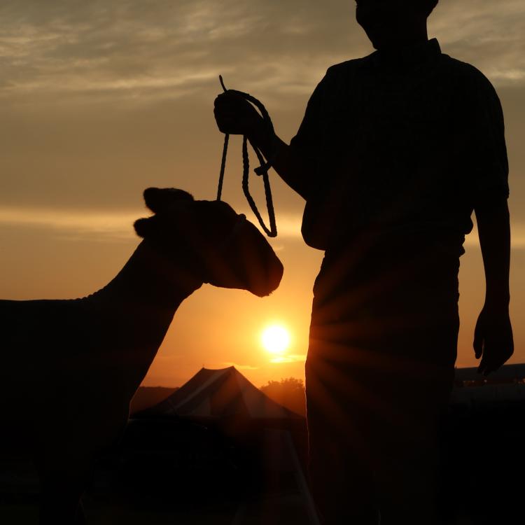 sunset photo of boy and sheep