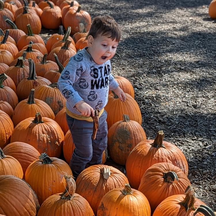 little boy surrounded by pumpkins