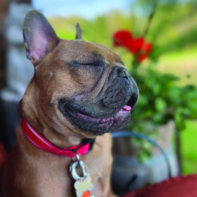 brown French bulldog
