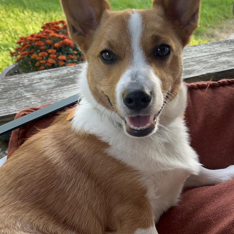brown and white dog with pointy ears