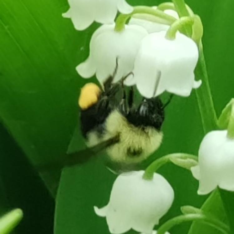 bee on flower bloom