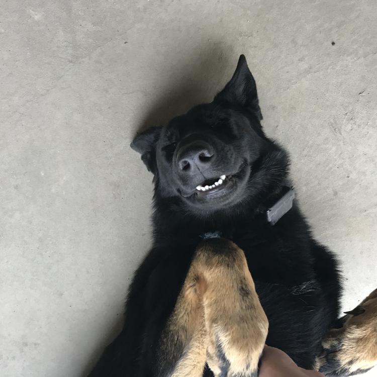 smiley black and tan dog on its back