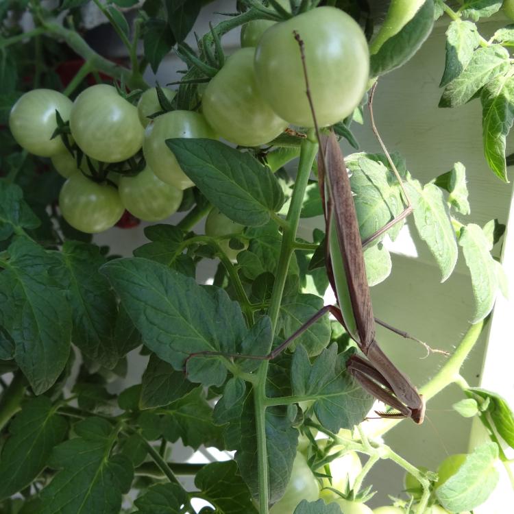 praying mantis on stem of plant below small green tomatoes