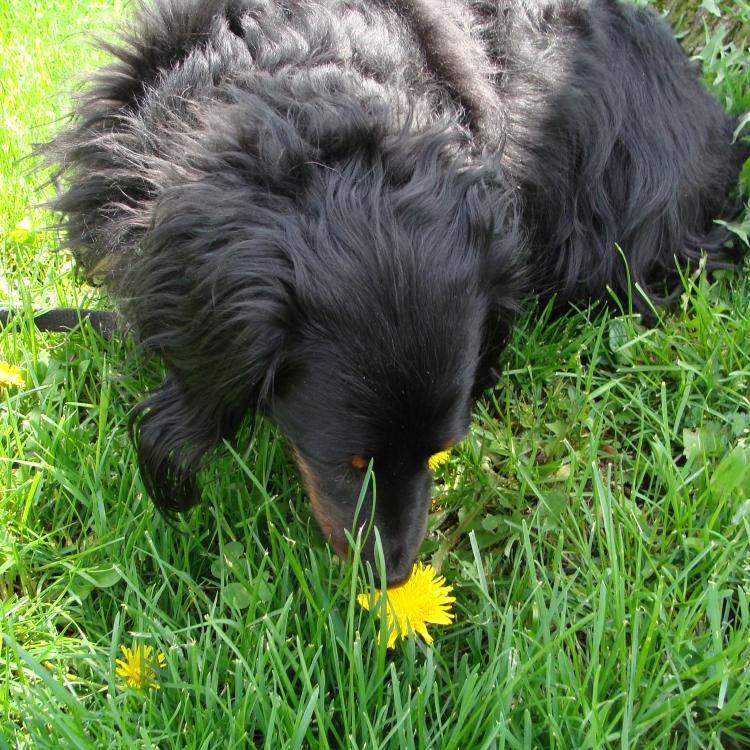 little black dog smelling dandelion