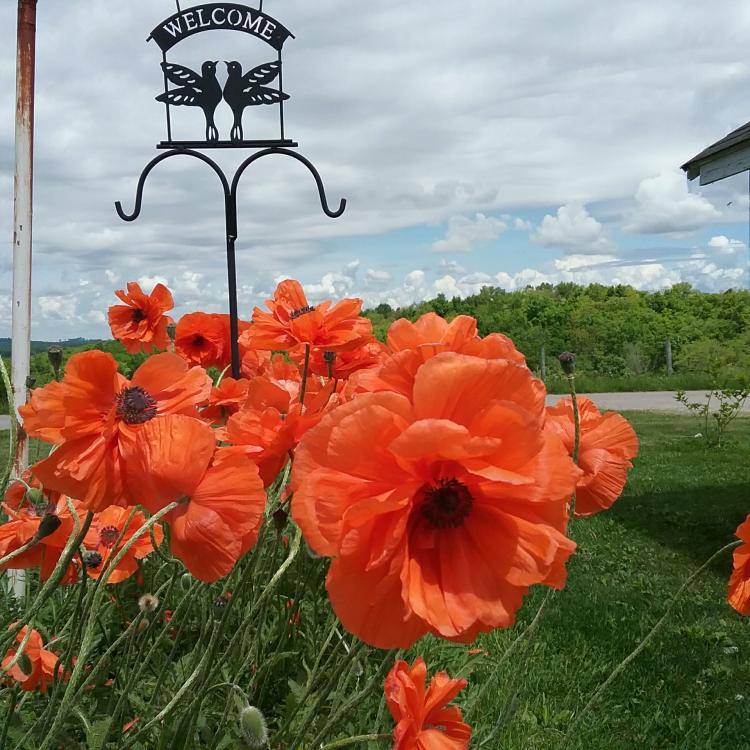poppies in bloom