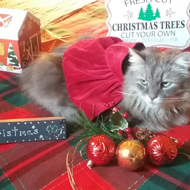 gray cat with Christmas decorations