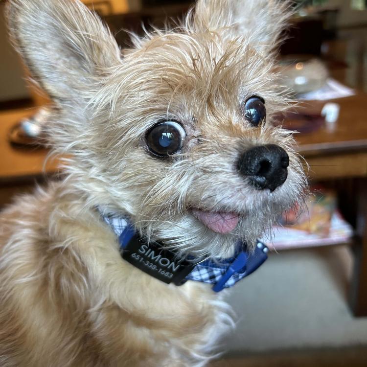 tiny tan dog, smiling with tongue out