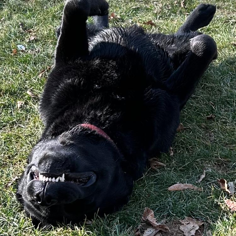 black dog on its back in grass