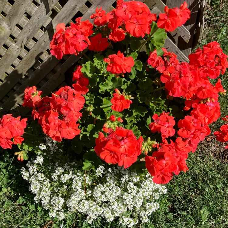 geraniums in bloom
