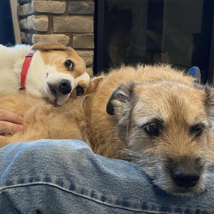 two dogs on a lap