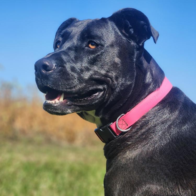 black smiley dog