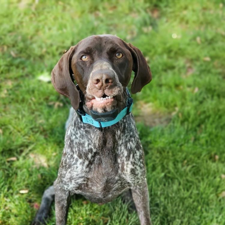 smiley brown speckled dog