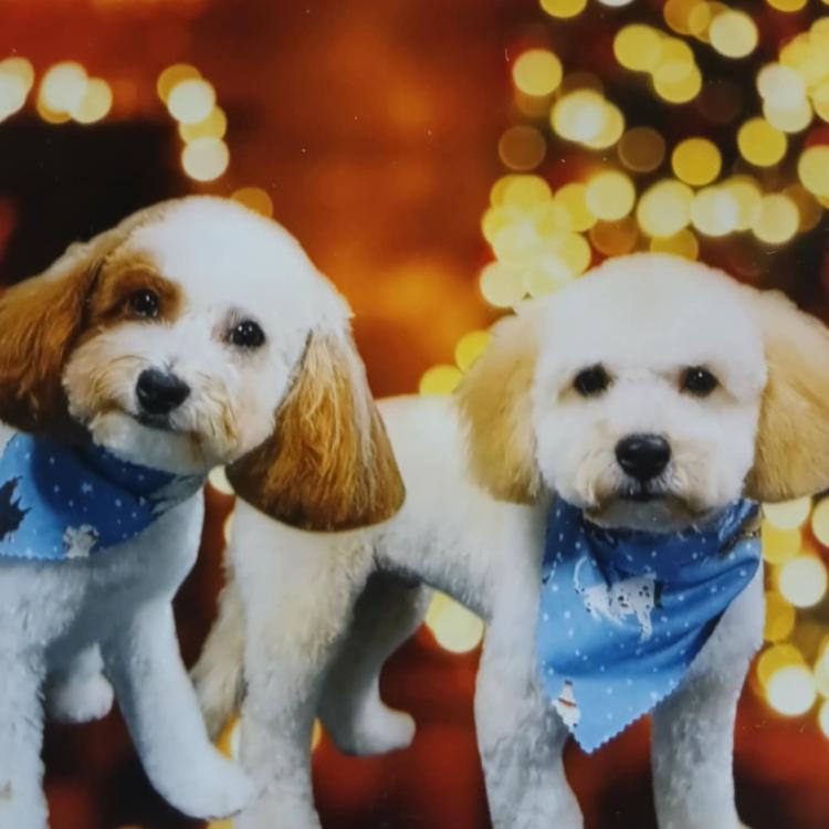 fluffy brown and white dogs