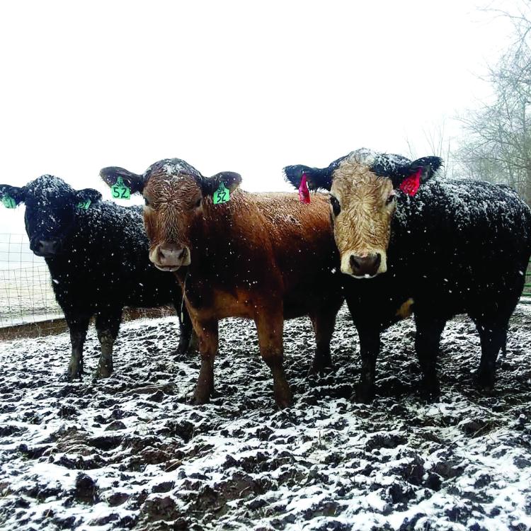 three cows in snow