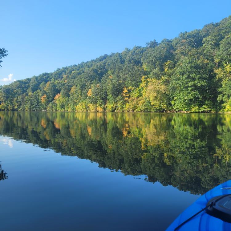 dense trees reflected in edge of lake