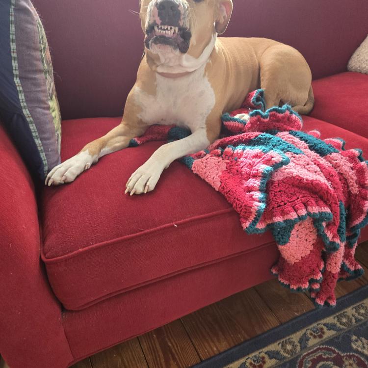 brown and white dog on couch