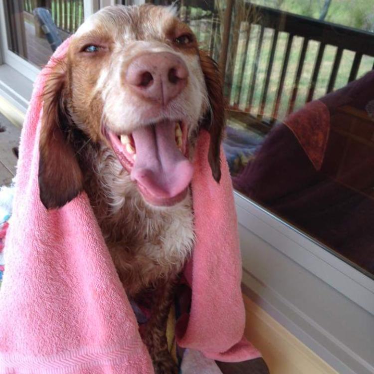 smiley brown and white dog with a towel 