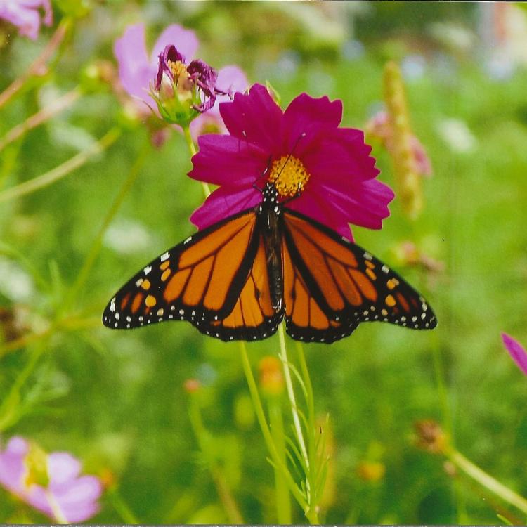 orange and black butterfly on pink flower bloom