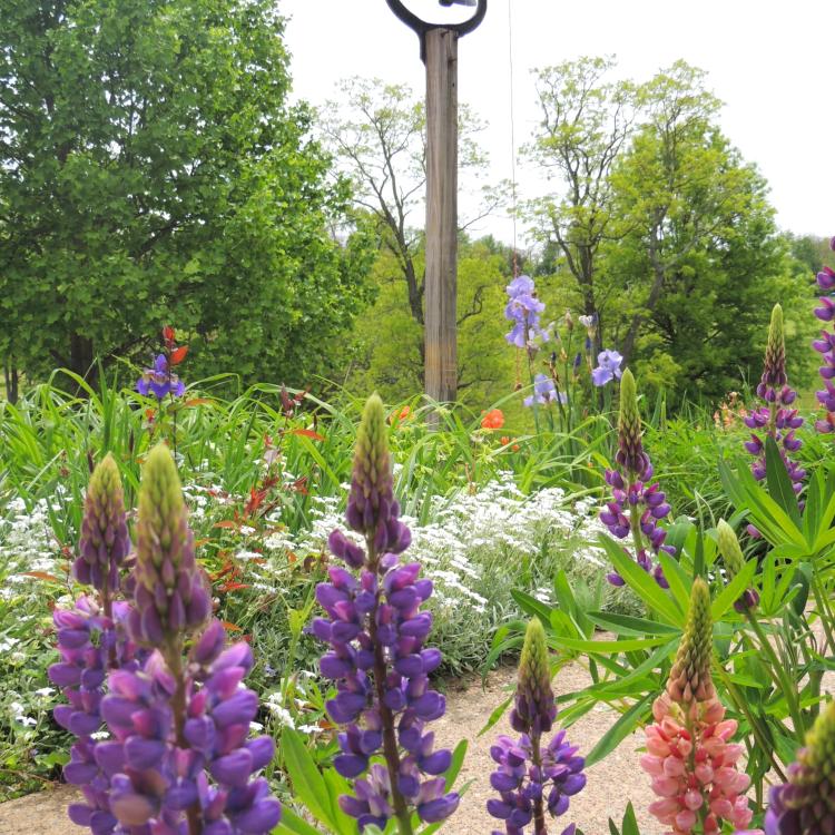 flowers growing in front of bell