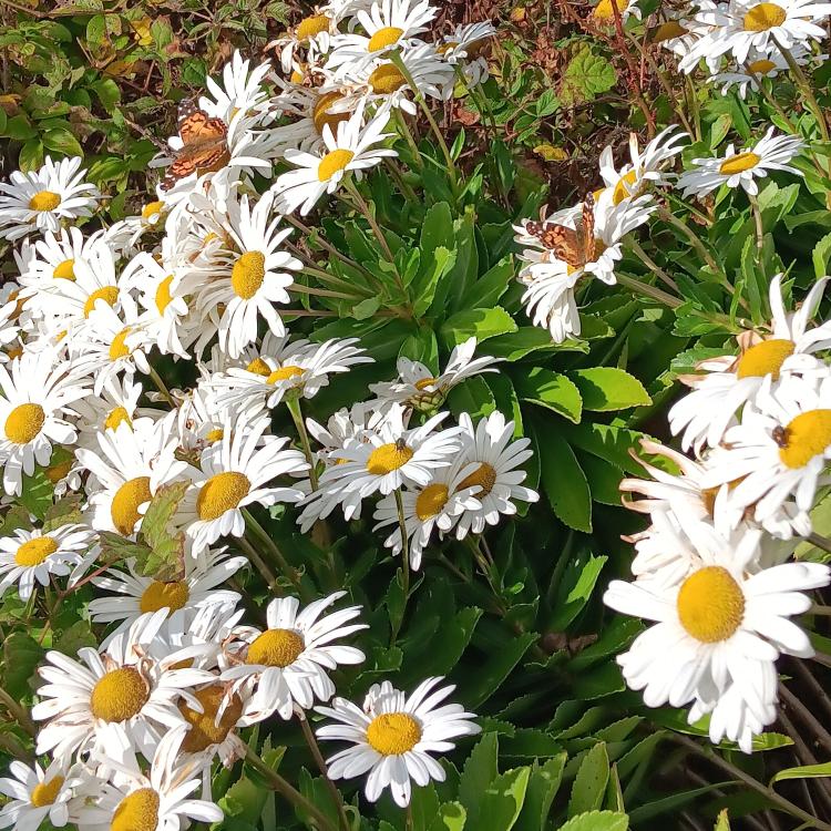 patch of daisies