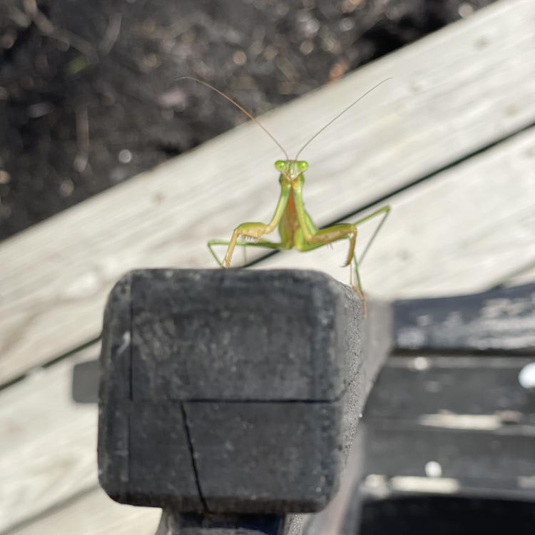 front view into the face of green praying mantis on the arm of an outdoor chair