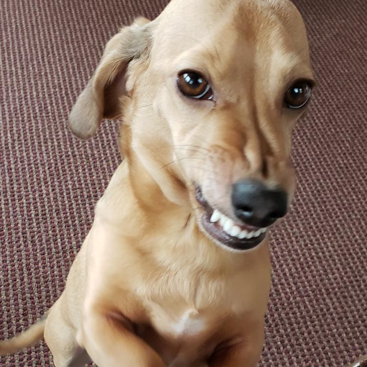 smiling brown dog standing on its back feet