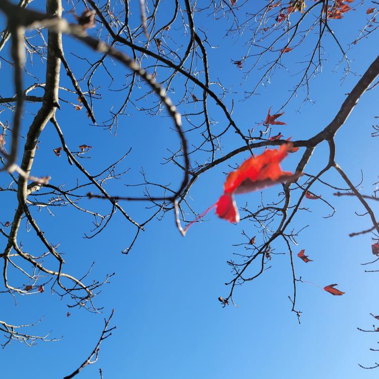 tree limbs with a few red leaves