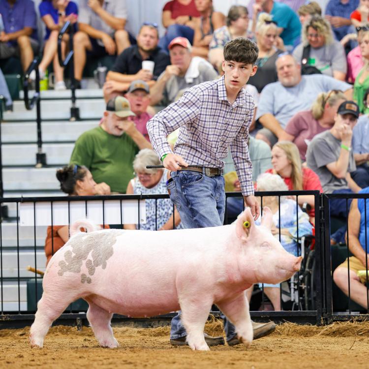 boy with pig