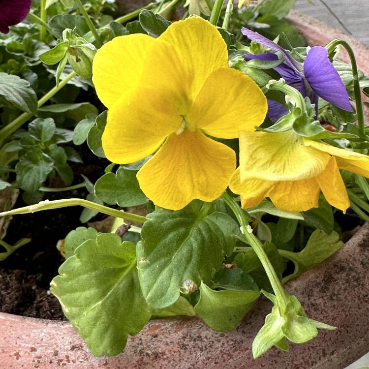 yellow and purple flowers in a pot