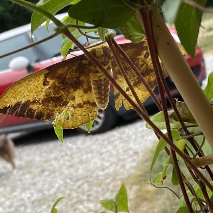 yellow and brown moth on green plant