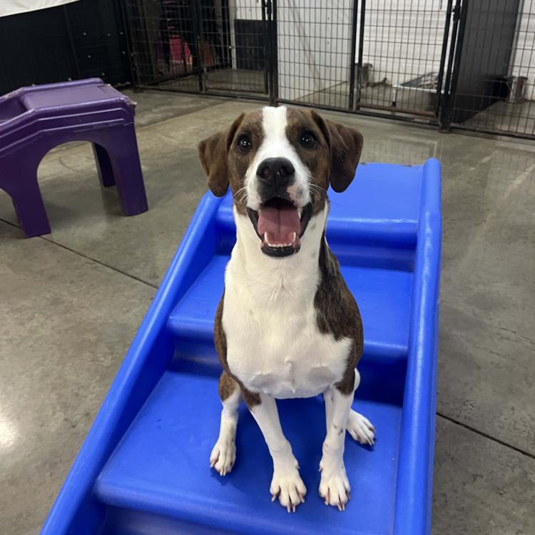 smiley brown and white dog