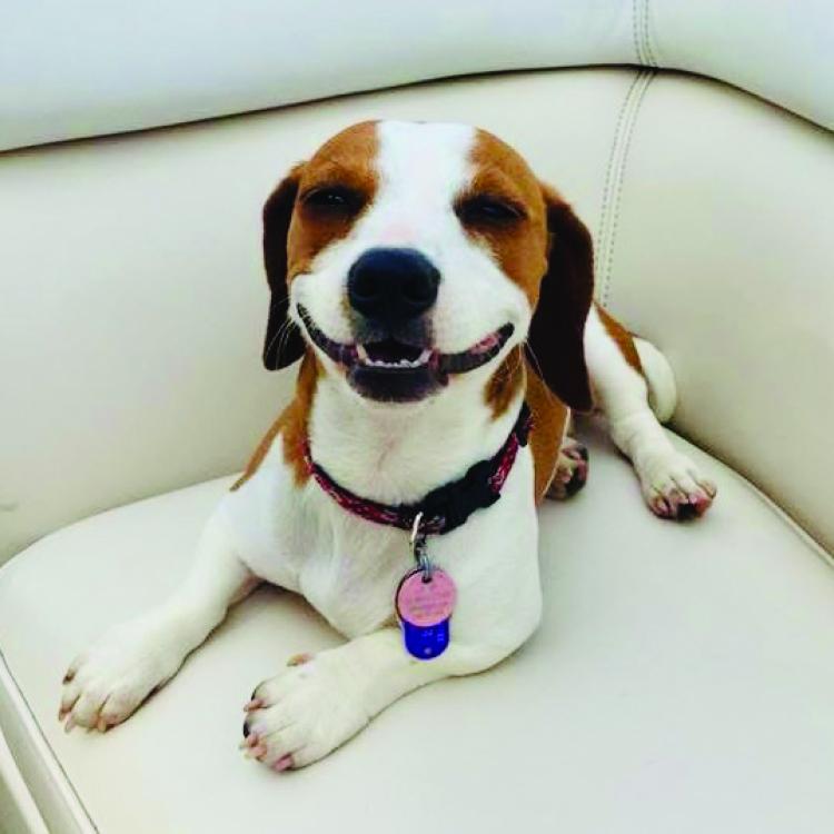 smiley brown and white dog