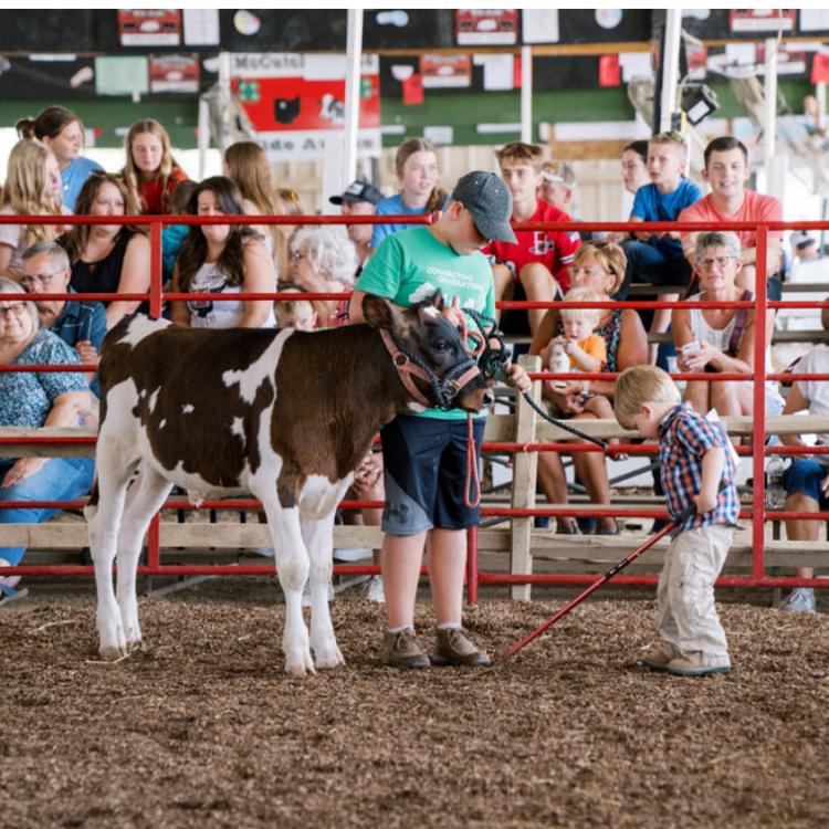 two boys with calf