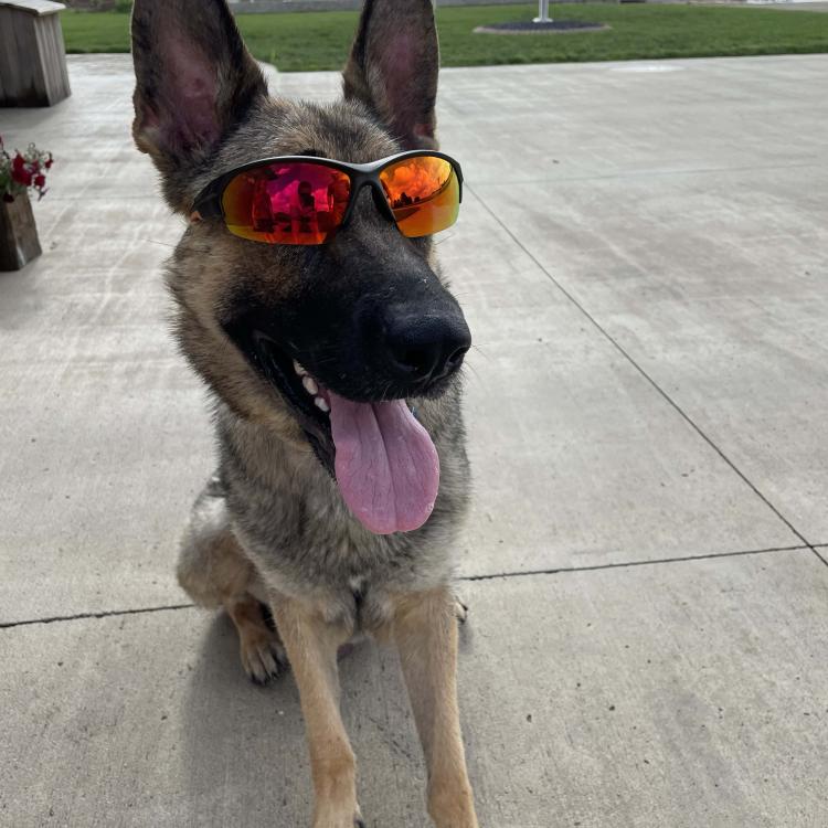 smiley dog in sunglasses
