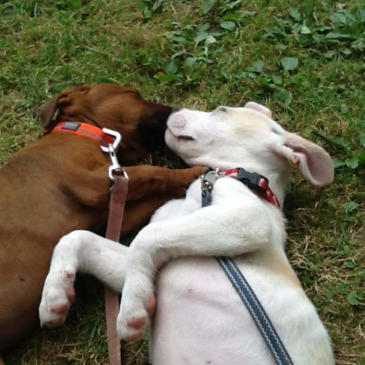 brown dog and white dog snuggling