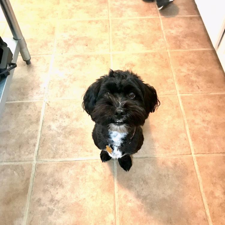 small black and white smiley dog