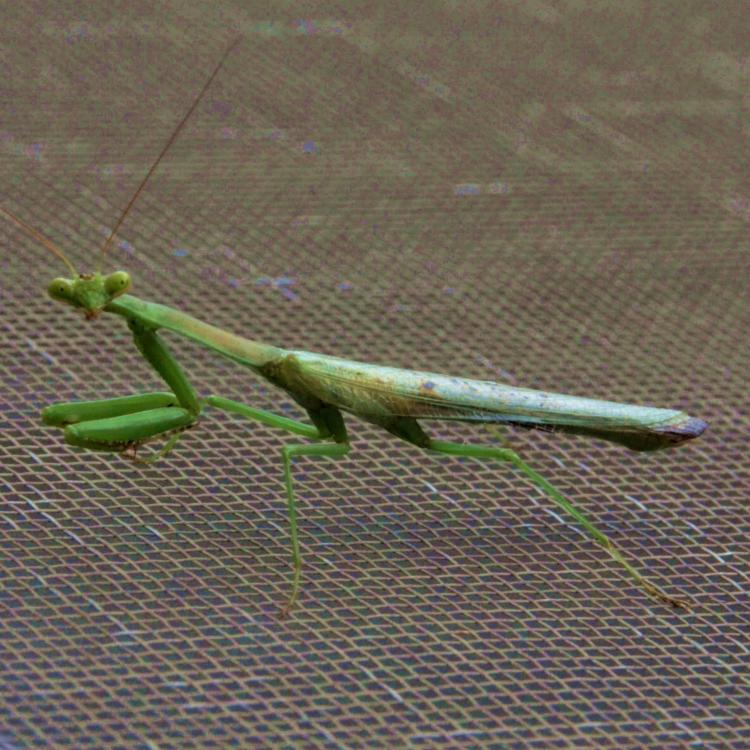 Green praying mantis looking into camera