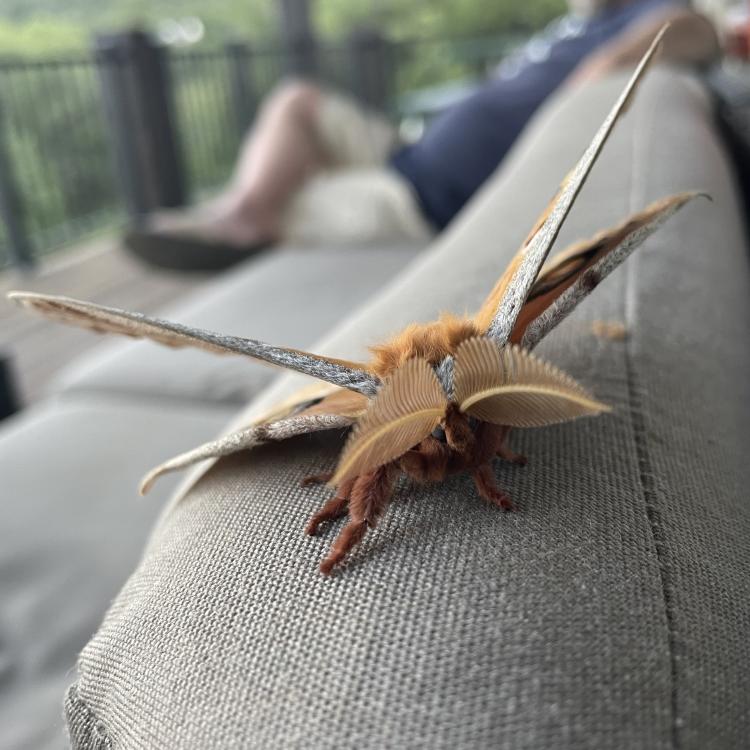 large brown moth on back of outdoor couch, with man sitting in the background